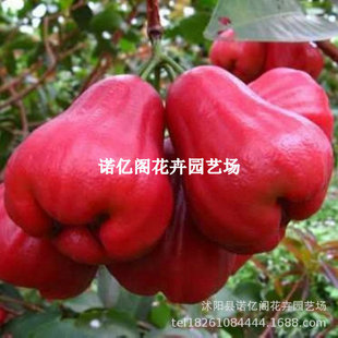 Lotus Mist Seedlings Taiwan Black Diamond Lotus Mist Grafted Seedlings Big Leaf Red Southern Planting Ground Planting Potted Garden Planting