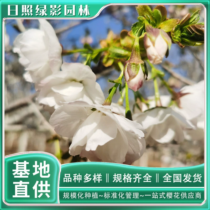 3 см Bai Miao Цветение вишни Рассада Пейзаж Дерево Зеленый Тень Сад Бай Мяо Цветение вишни Ценовое предложение