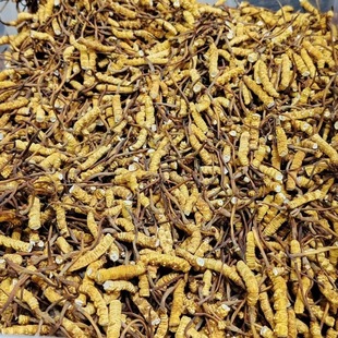 �؅^���x�Ĳ݃��ɲ�һ�������x�wM�����\�д������a