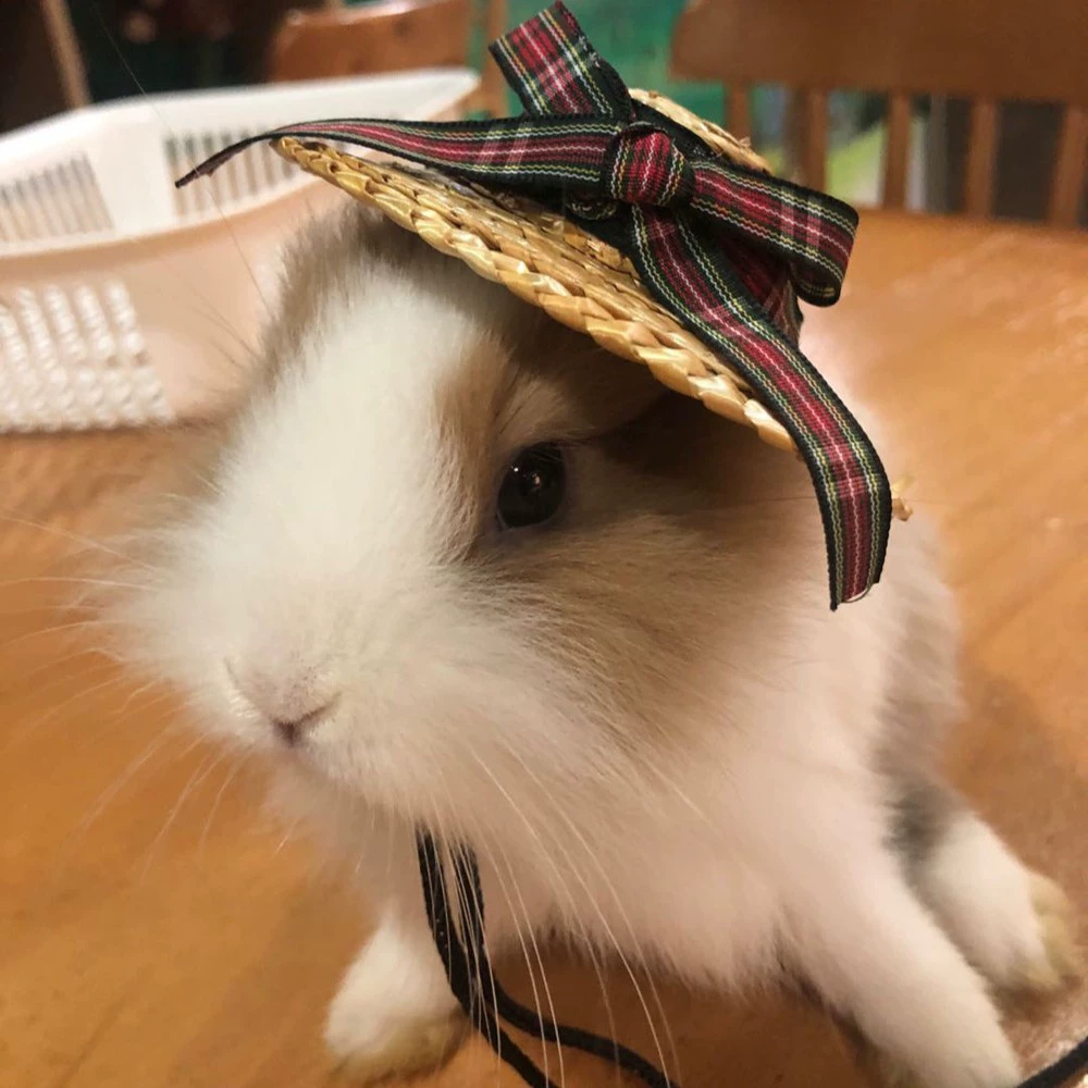 Домашнее животное кролик голландская свинья Тоторо белка Ежик маленький питомец шляпа соломенная шляпа Рождественская трансформация