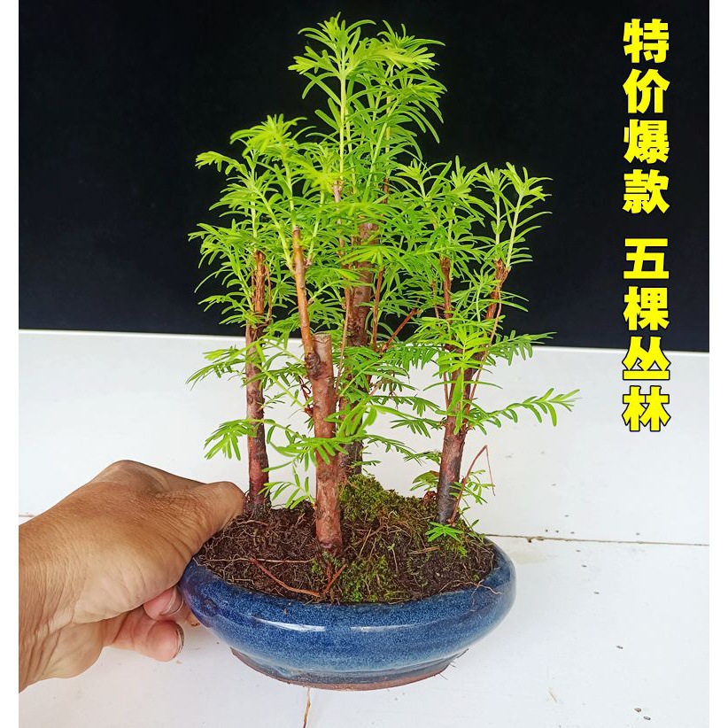 정글 드워프 5 나무