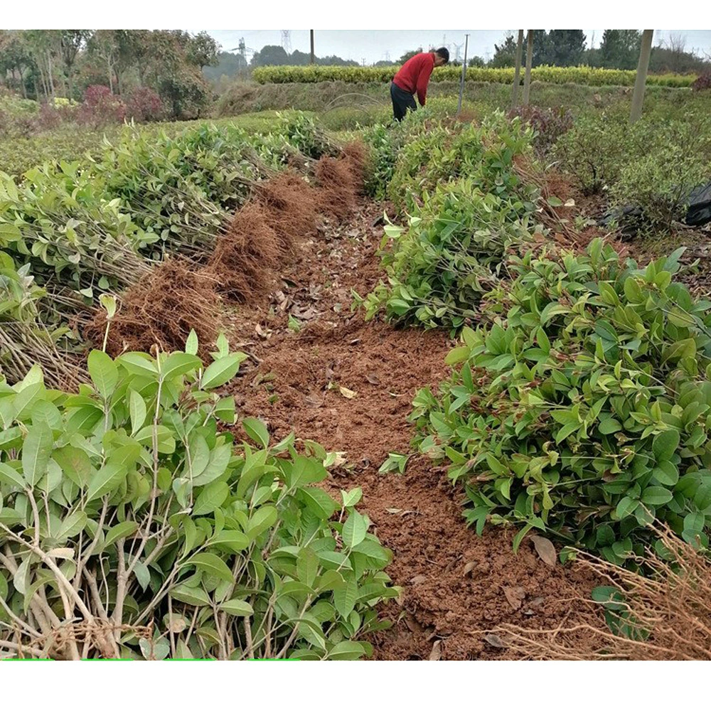 Рассада дерева османтуса Хунань Четыре сезона Османтус Лавр Цветочные кровати Озеленение рассады деревьев по доступным ценам