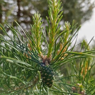 �Rβ�� ����ֱ�l�L���G�����Rβ�ɘ����е���