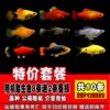 Special offer of viviparous fish in random pack of 10 pieces