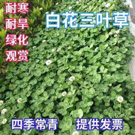 白三叶种子红三叶种子多年生四季常青护坡复绿耐寒草坪种籽草籽三