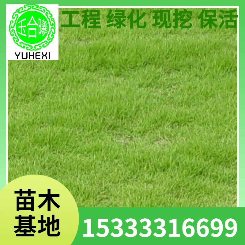 Прямые поставки настоящего газона для мини-гольфа в Маниле с почвой, натурального и искусственного.