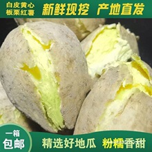 潮汕现挖黄心板栗薯香甜红薯软糯绿色食品紫薯农家鸡蛋番薯