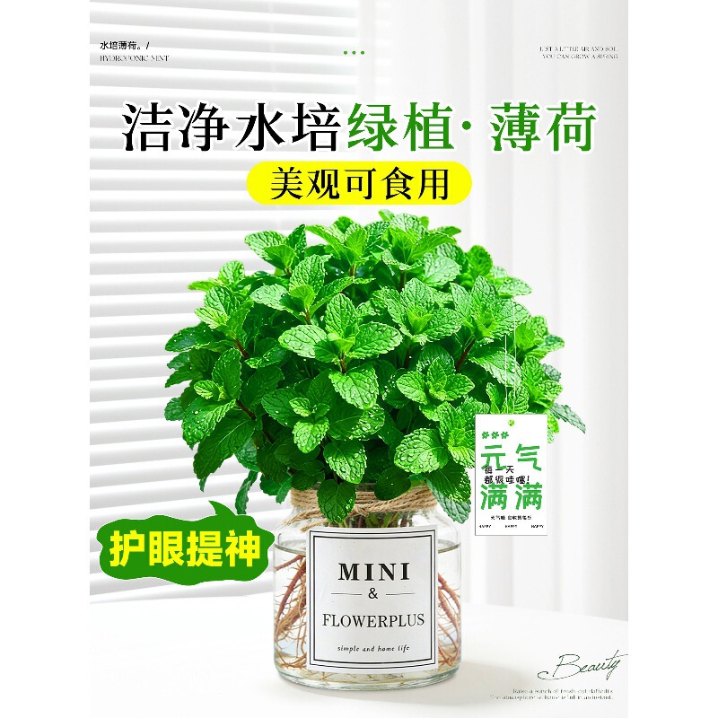 Hydroponic Mint Potted Plant, Edible Mosquito-Repelling Plant, Indoor Anti-Fatigue Tool, Easy to Maintain, Small Green Plant for Office Desk Hydroponic Mint Potted Plant, Edible Mosquito-Repelling Plant, Indoor Anti-Fatigue Tool, Easy to Maintain, Small Green Plant for Office Desk