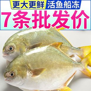 【特新鲜】超大金鲳鱼特大号冷冻鲜活海昌鱼平鱼海鲜批发一整箱-阿里巴巴