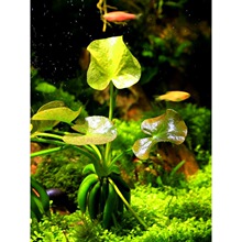 [水族乡]进口香蕉草 结蕉草 1株 水中叶 前景水 超可爱鱼缸懒人草