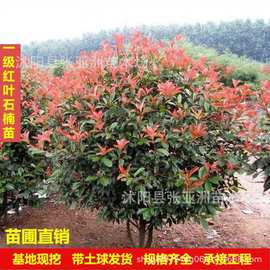 红叶石楠球园林工程绿化植物石楠苗四季常青红叶石楠球营养带苗