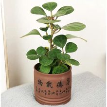 【珍贵品种】小盼菩提树带果小盆栽植物室内小叶紫檀盆景老桩绿植