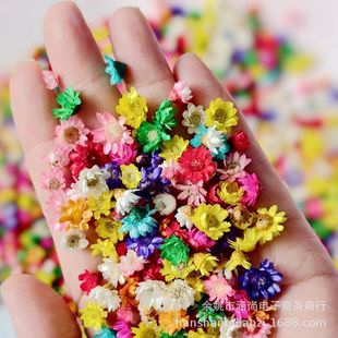 Brazil normal small star flower head small daisy flower head nail art nutrition oil dried flower filler cross-border Amazon supply