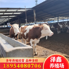 澤鑫肉牛養殖場 活體供應山東西門塔爾牛小牛犢 改良魯西黃牛價格