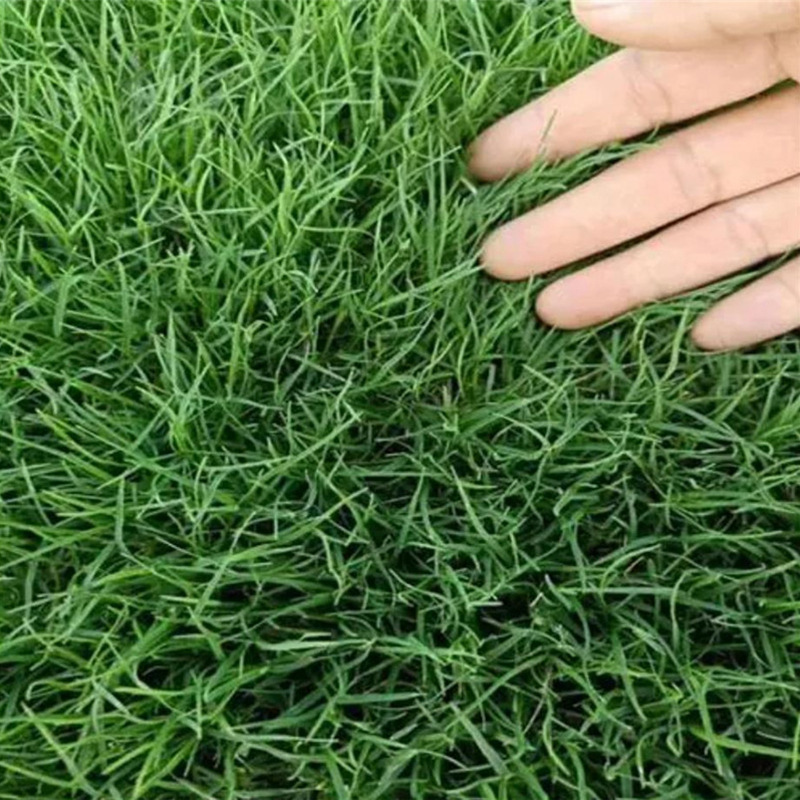 狗牙根种子矮生草坪高羊茅黑麦草早熟禾多年生绿化草带壳脱壳净籽