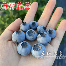 ���ٷ�ֱ�I���������F�{ݮ��������Ե����Ϸ��Nֲ����Y���{ݮ��