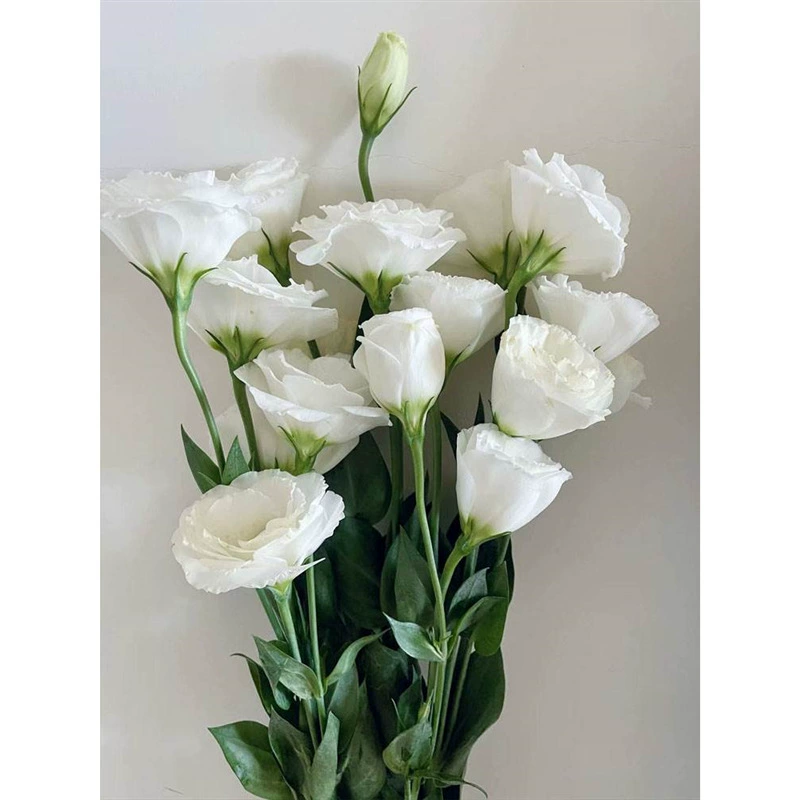 Карликовые двойные семена цветов эустомы четыре сезона посев цветущих комнатных и уличных цветочных саженцев в горшках свежие цветочные семена