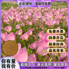 美丽月见草种子四季开花庭院盆栽绿化花种籽多年生宿根夜来香种子