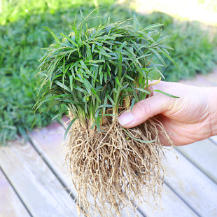 Japanese Dwarf Ophiopogon Japonicus Seedlings Yulong Grass Seedlings Northern Winter Cold-Resistant Courtyard Greening Vegetation Lawn Along the Steps Grass