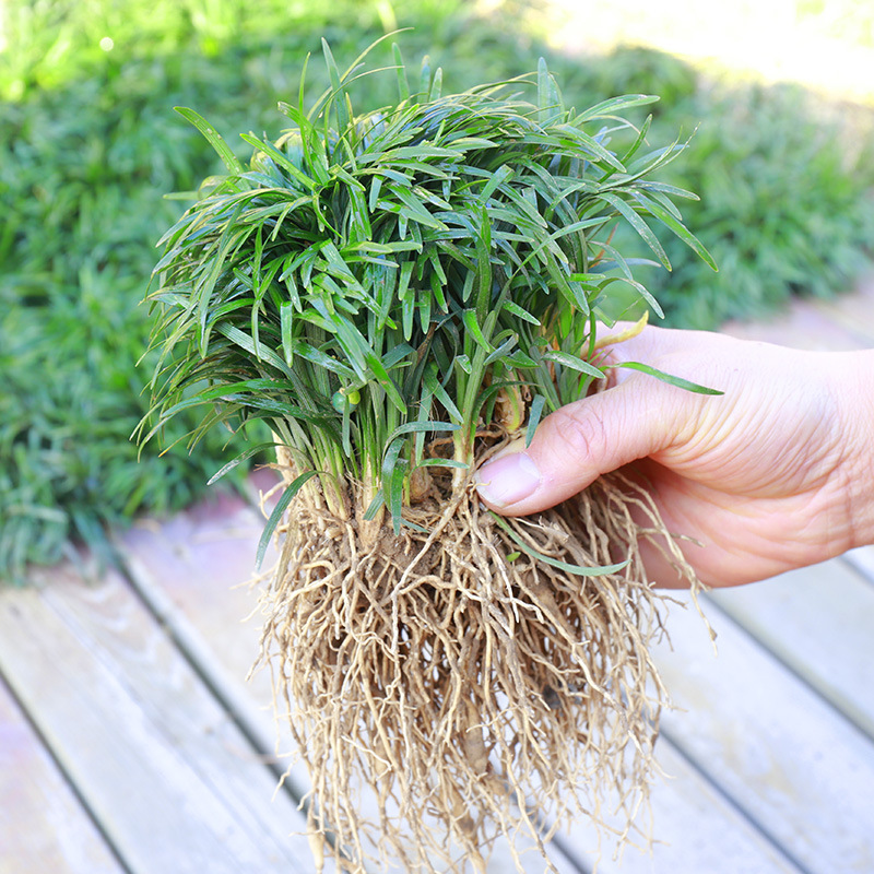 日本矮麦冬草苗玉龙草苗北方冬季耐寒庭院绿化植被草坪沿阶草