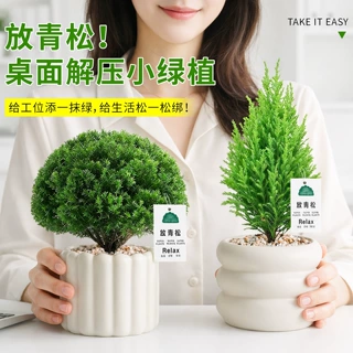 放轻松放青松绿植雾凇室内小盆栽办公室桌面绿植物小香松工位摆件