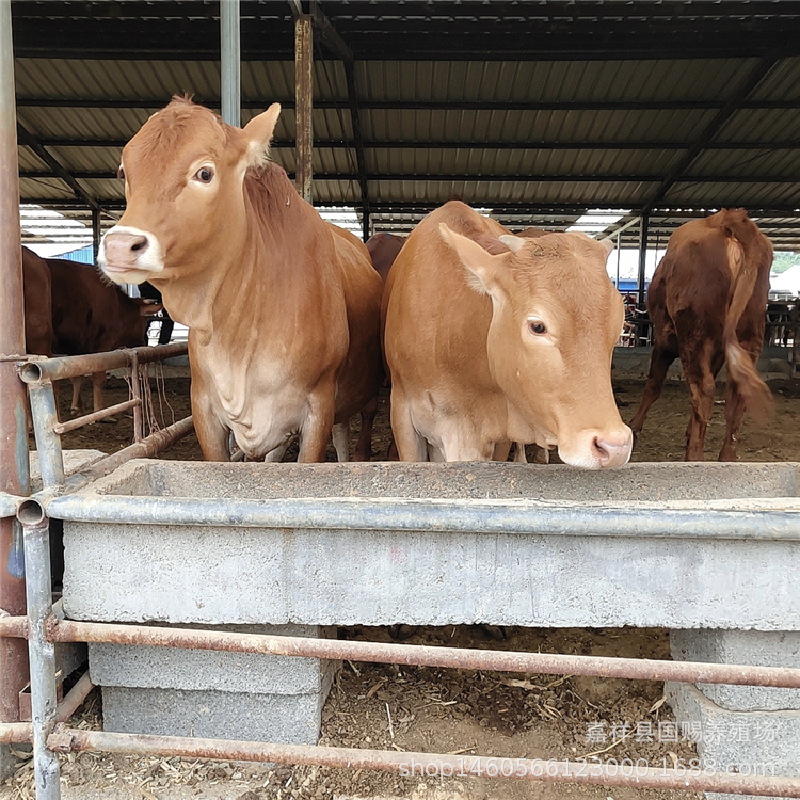 河北有肉牛养殖场吗 西门塔尔牛犊种牛西门塔尔牛