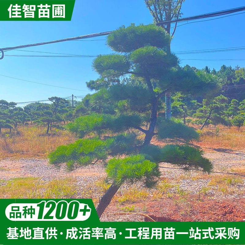 湖南基地 造型黑松大树别墅造型风景树工程绿化树观赏树 现货批发