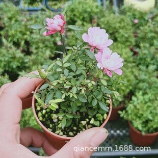 ���¼� ����Ůõ���Nޱ����΢���辰�����ļ��_�����ܻ������l