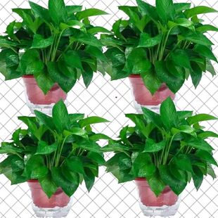 �G�}���Դ��~���ܵ��@ֲ�����Գ��Gֲ���Ի��ؿ羳���S���Q���l