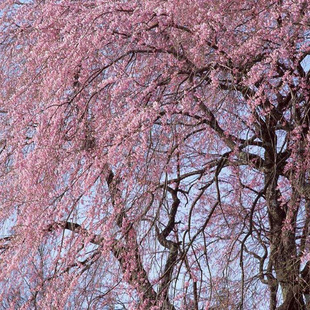 Base Direct Sales of Weeping Cherry, American Weeping Cherry Saplings, Greening Saplings, Weeping Cherry Saplings, Large Quantity Discounts