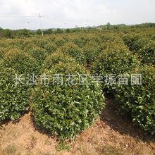 湖南基地  供应 红叶石楠球园林绿化红叶石楠球欢迎实地考察
