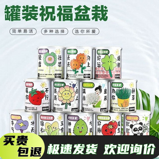 Kindergarten Planting Potted Plants Office Green Plants Small Potted Magical Plants Mini Desktop Children's Planting Cans