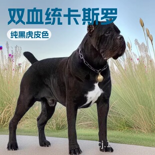 ��˹�_���̼���ɫ��Ƥɫ��˹�_��Ȯ���w���������o�lȮ����Ȯ����