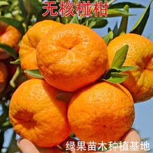 �̽ۘ��� ̨��85-1�ո���o�˗ո̘��� �J�̽������Ә���