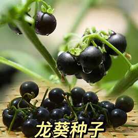 黑悠悠龙葵种子黑天天果种籽黄色果四季阳台盆栽水果野果种子常温