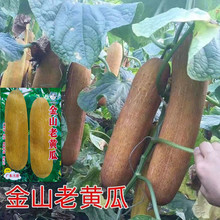批發利堅牌金山老黃瓜種子5克大田種植蔬菜種子產量高優質抗病