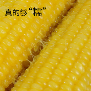 �|���SճŴ���׺�������������װ��Ǽ�ʳ10֧�������ּZʳ��