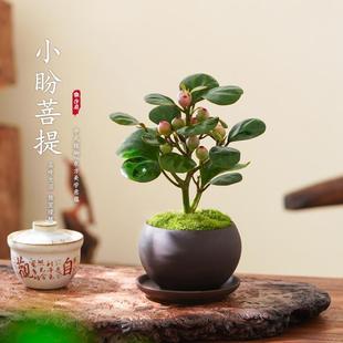 Small Bodhi Tree Potted Plant Easy to Care for Living Room Indoor Office Desktop Four Seasons Chinese Zen Bonsai Plant Ornament