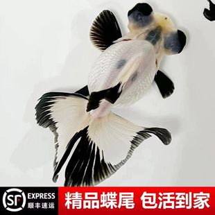 ��ˮ�^�p�~���~�ڰ׵����~ȹβ���_β,���B�׻��������~��