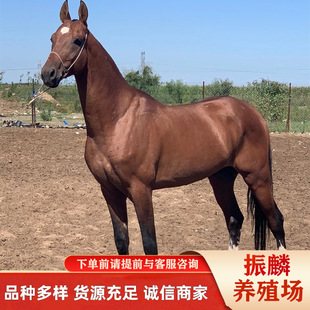 �Rƥ�Bֳ������ ���۳����T���R �������R �����R ���R