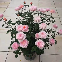 Розы шведской королевы, рассада цветов в горшках, балкон, двор, круглый год, очень большие цветы, ароматные цветочные растения, рассада роз