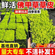 ��ײݲ�Ƥ�S���f�����ر�ֲ���҃���ͥԺ�����ļ�������B�Gֲ