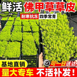 ��ײݲ�Ƥ�S���f�����ر�ֲ���҃���ͥԺ�����ļ�������B�Gֲ