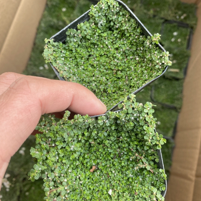 hierba de perla mini acuario paisajístico hierba de agua viva perezosa rápida negativa planta de purificación de agua dulce oxigenada