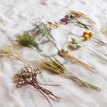 �L��ֲ�ﻨ��ɢ�b�ֹ����ϻ��h�YƷ���b�ɻ�С����ɭϵ�L