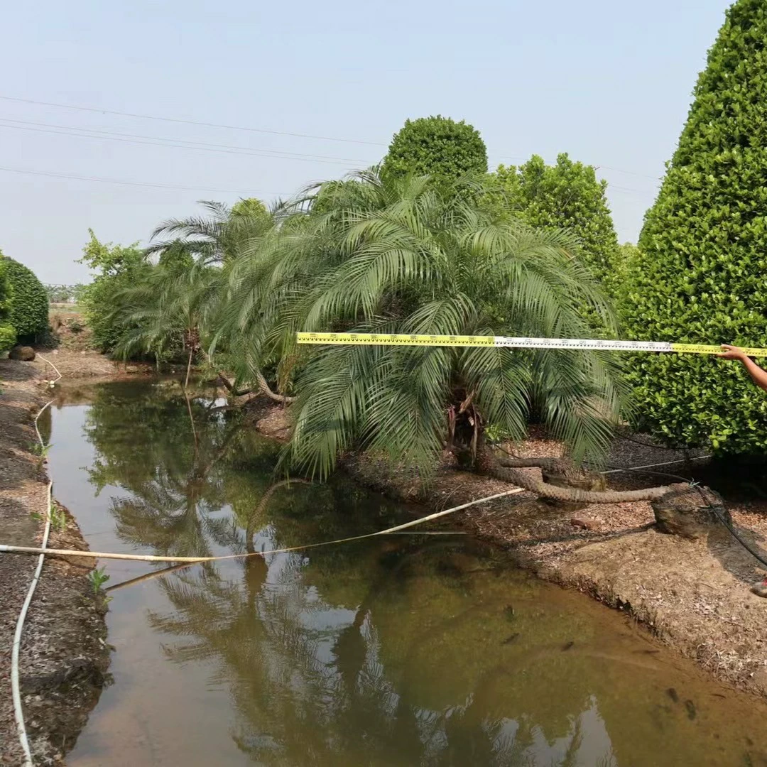 2206 Поставка изогнутые стержни наклонные плавающие формы красивые иголки и подсолнухи в тропическом тропическом лесу в стиле пальмы