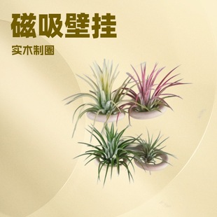 Magnetic Ring Magnet Air Pineapple Soilless Lazy Plant Flower Indoor Easy to Maintain Air Purifying Trendy Plant