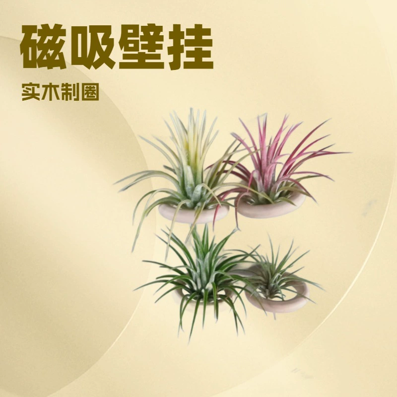 Магнитное кольцо, магнит, воздух, ананас, беспочвенное ленивое растение, цветок, комнатное, легко обслуживаемое, очищающее воздух, модное растение