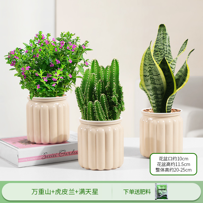 완중산 + 호랑이 피부 난초 + 아기의 숨결