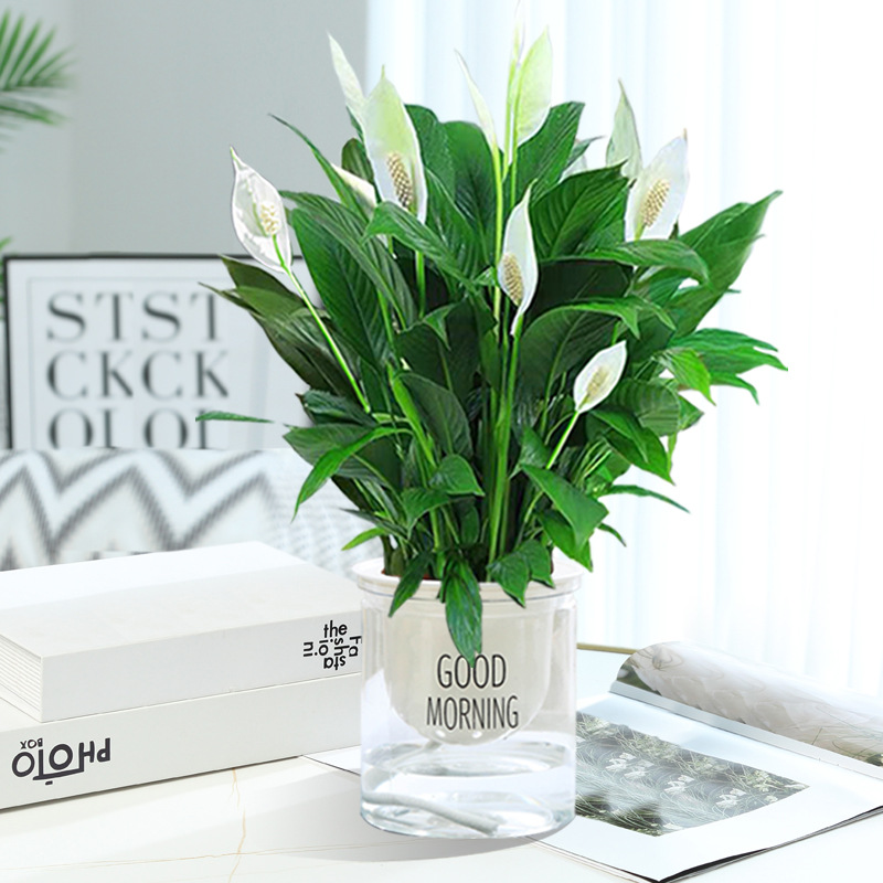 특급 화이트팜 + [굿모닝 세면대] + 영양액